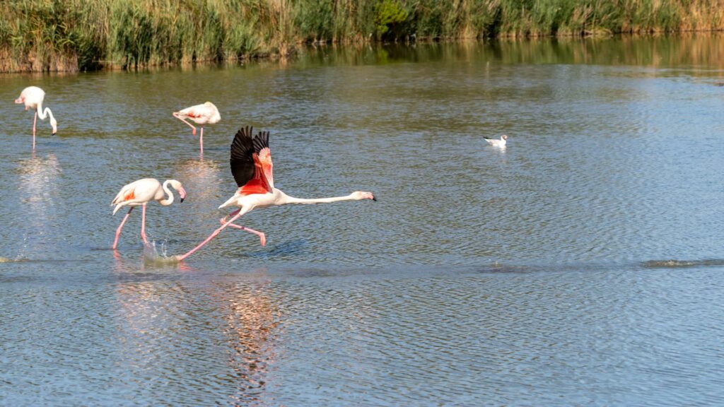 Flamants rose en Camargue