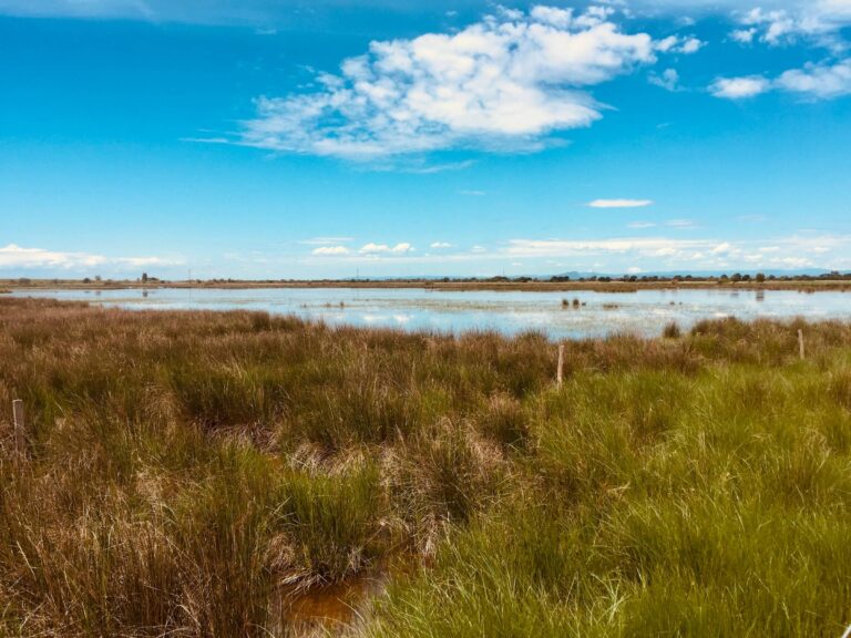 Paysage de camargue
