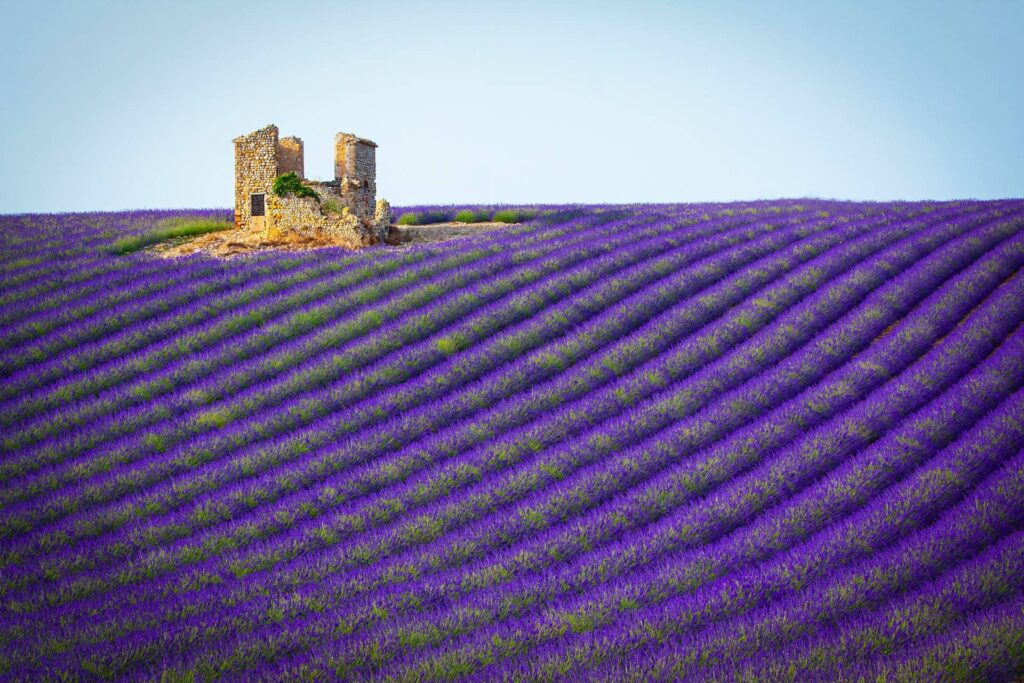 Luberon champ de lavande